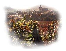 vignoble